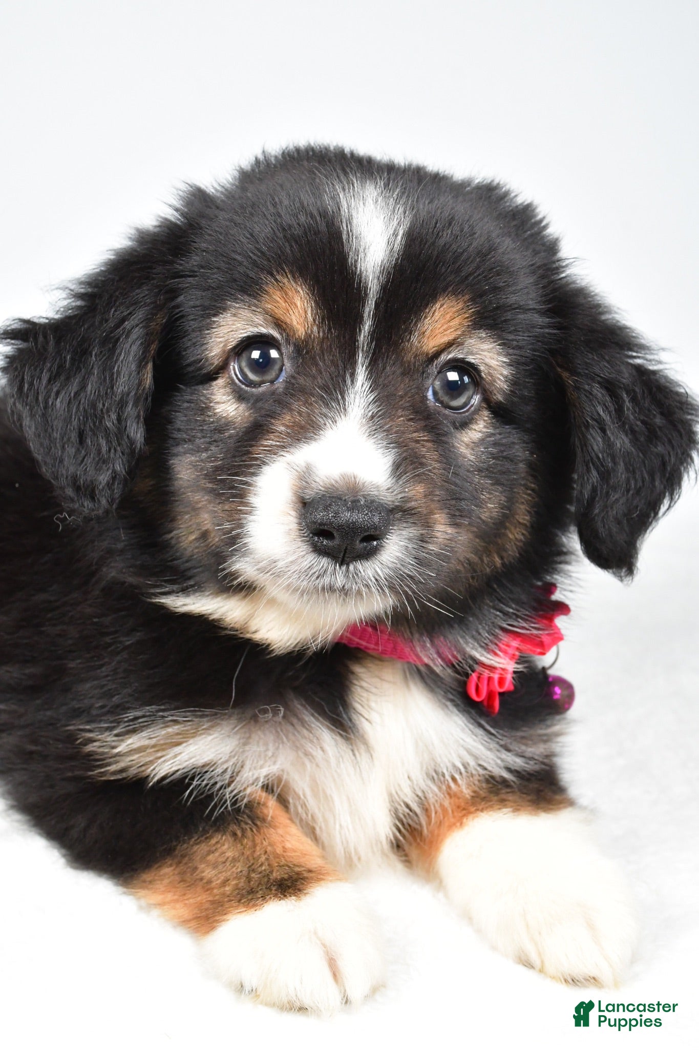 Miniature Australian Shepherd dogs Vanessa - Ad 2