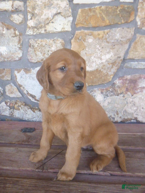 Mixed Breed dogs Robyn - Ad 2