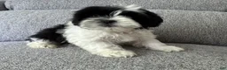 Shih Tzu dogs for sale: Bob - Ad 4