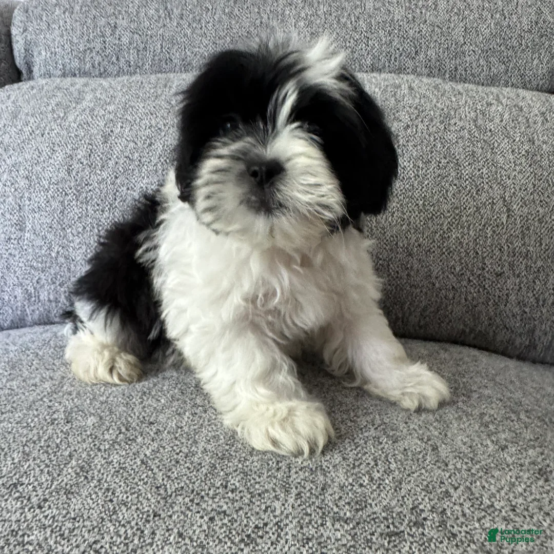 Shih Tzu dogs for sale: Bob - Ad 4
