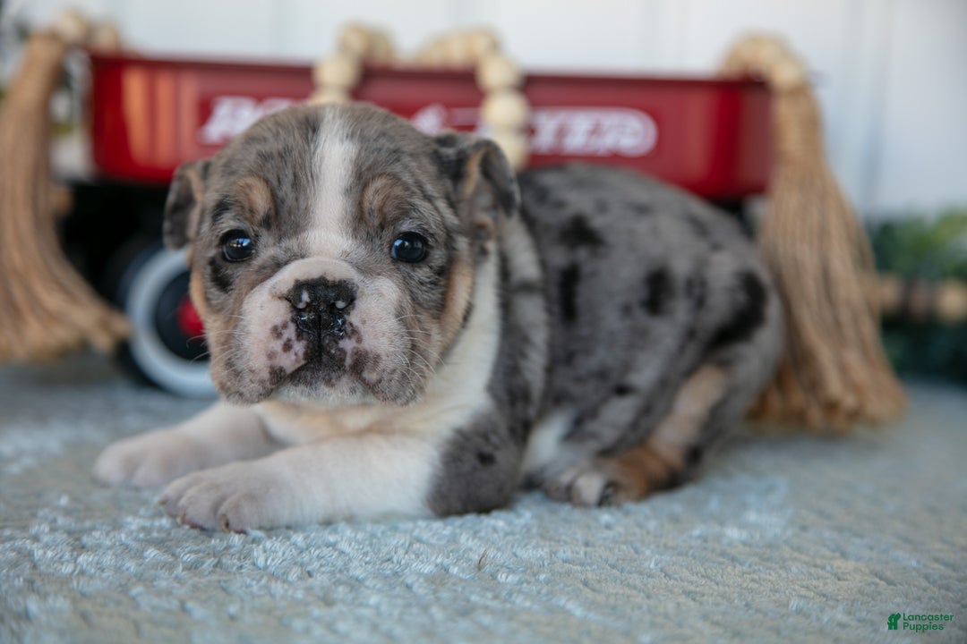 Mixed Breed dogs for sale: Tatiana - Ad 3