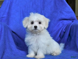 Mixed Breed dogs - Ad 37