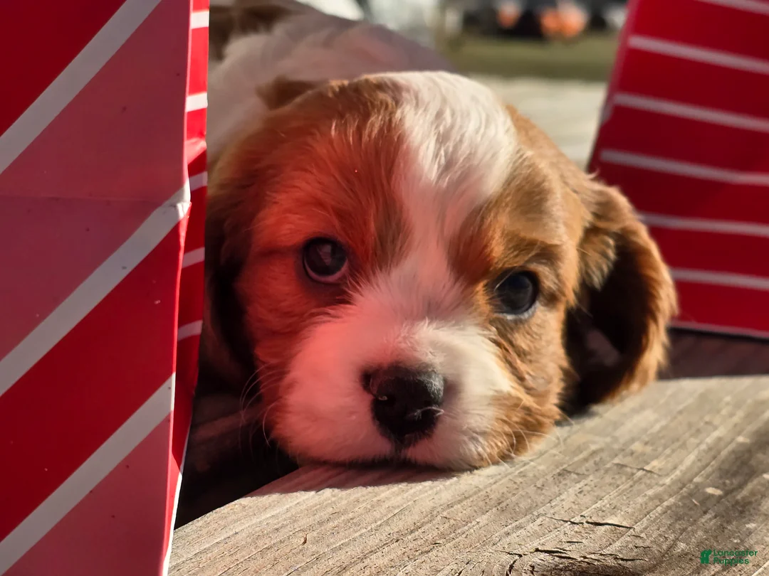 Cavalier King Charles Spaniel dogs for sale: Dillon - Ad 7