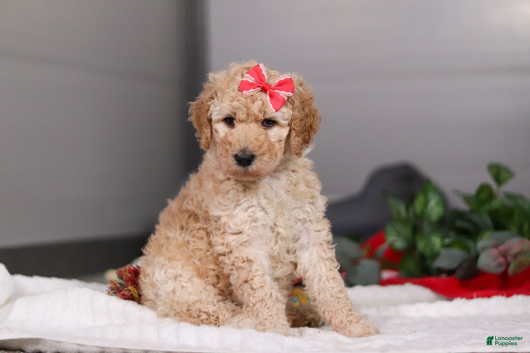 Standard Poodle dogs for sale: Lucy - Ad 1