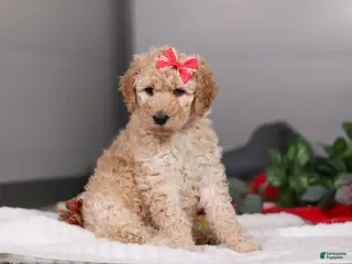 Standard Poodle dogs Lucy - Ad 24