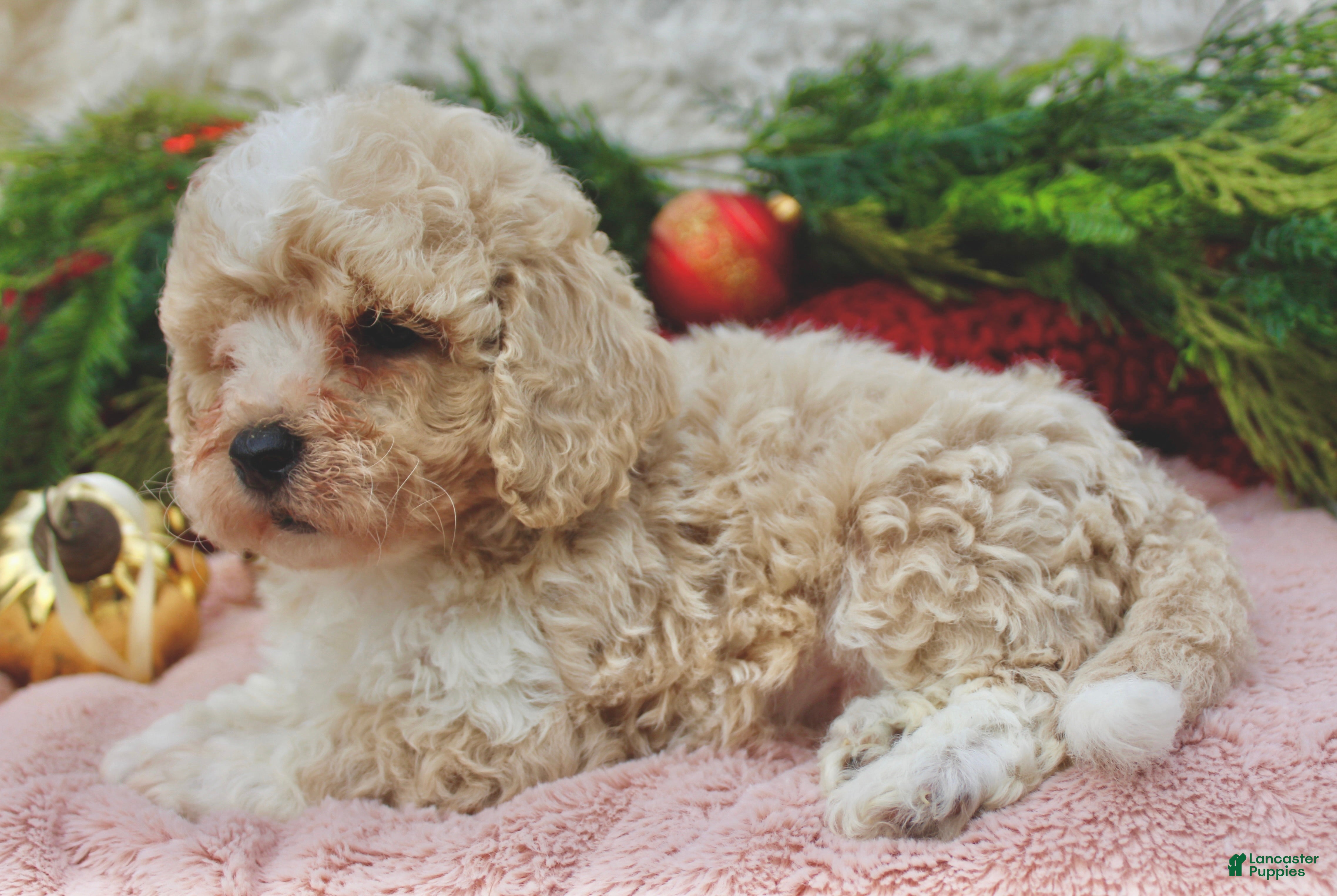 Bichpoo dogs Bichpoo Puppy 3 - Ad 16