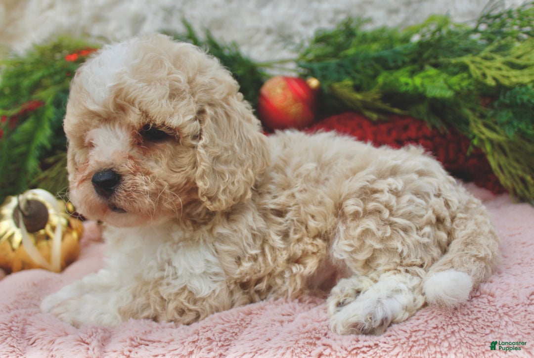 Bichpoo dogs for sale: Bichpoo Puppy 3 - Ad 1