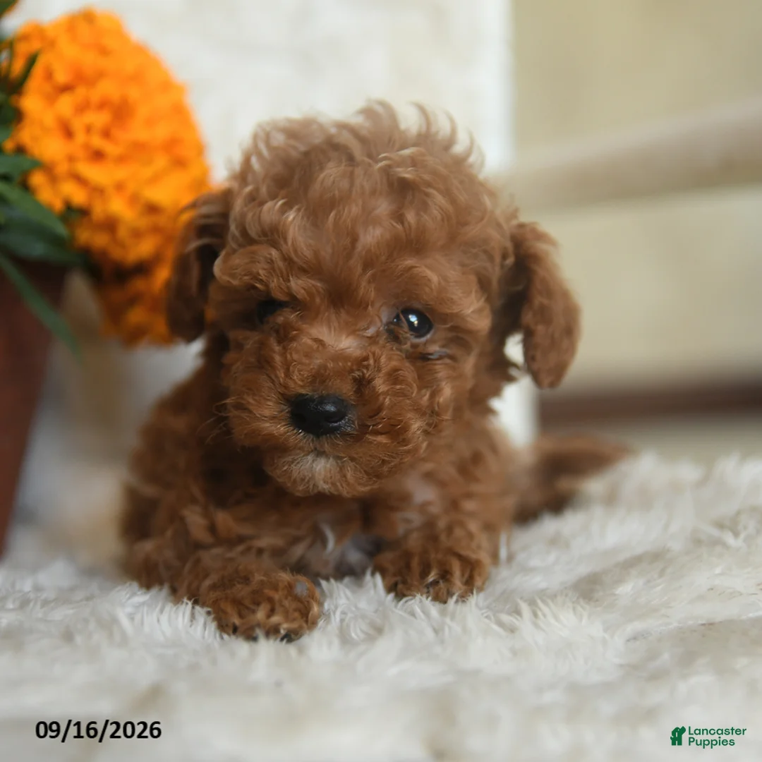Miniature Poodle dogs for sale: Norman - Ad 5