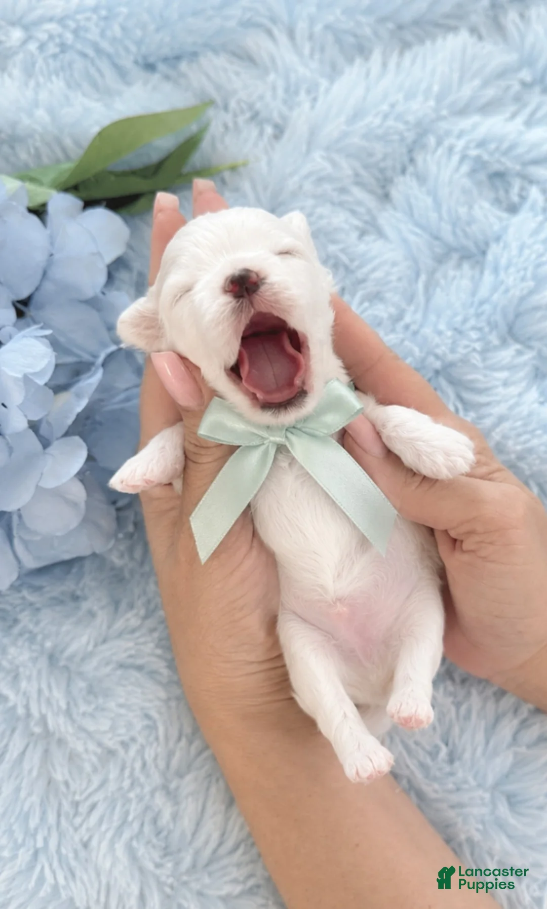 Maltese dogs for sale: Maltese Puppy 1 - Ad 1
