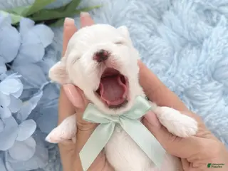 Maltese dogs for sale: Maltese Puppy 1 - Ad 2