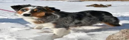 Australian Shepherd dogs for sale: Zeb   - Ad 6
