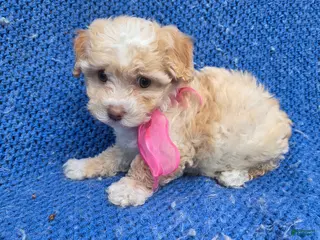 Maltipoo dogs Rayna - Ad 12