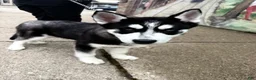 Siberian Husky dogs for sale: mellow - Ad 3