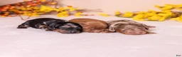 Miniature Dachshund dogs for sale: Cora - Ad 4