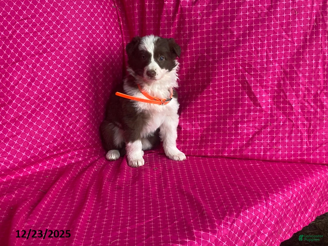 Mixed Breed dogs for sale: Ginger - Ad 4