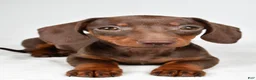 Dachshund dogs for sale: Callie - Ad 3