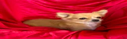 Chihuahua dogs for sale: Rose long hair Apple head - Ad 2