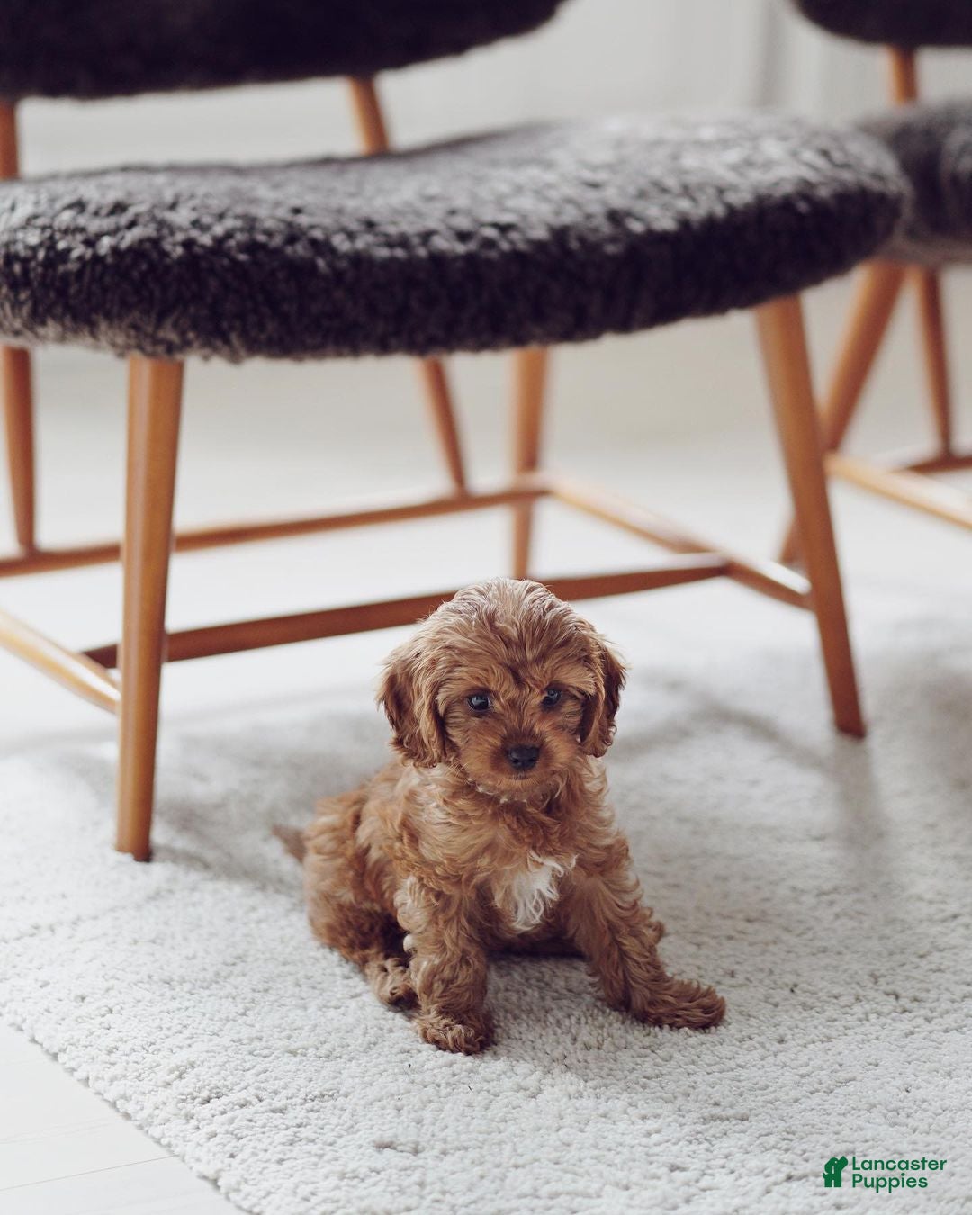 Cavapoo dogs Cavapoo Puppy 3 - Ad 11