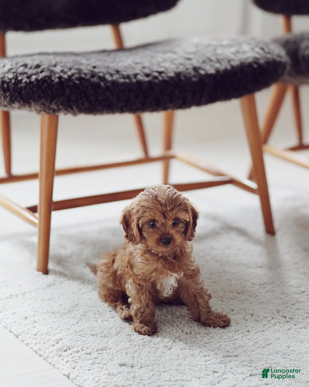 Cavapoo dogs for sale: Cavapoo Puppy 3 - Ad 1