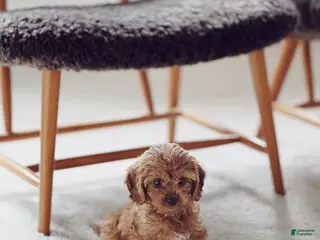 Cavapoo dogs Cavapoo Puppy 3 - Ad 11