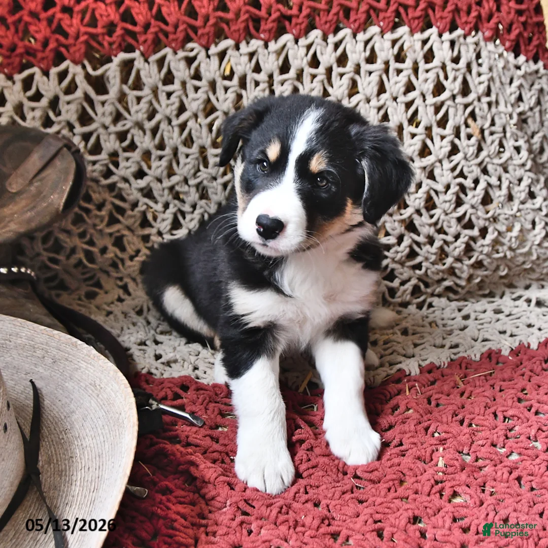 Border Collie dogs for sale: Cookie Monster - Ad 2