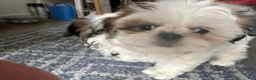 Shih Tzu dogs for sale: Shih Tzu 1 - Ad 4
