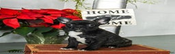 Frenchton dogs for sale: Daisy - Ad 2