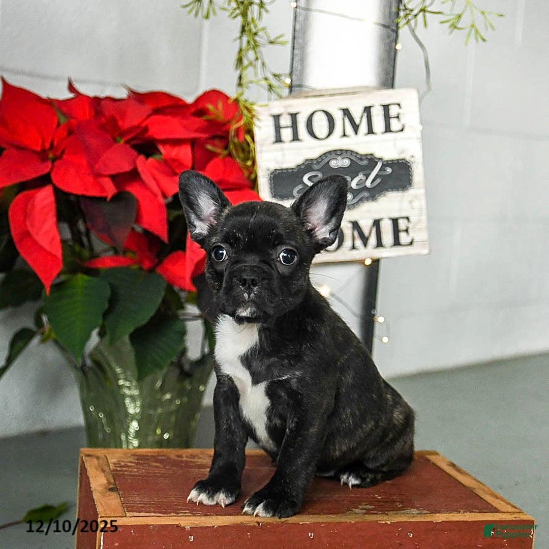 Frenchton dogs for sale: Daisy - Ad 2