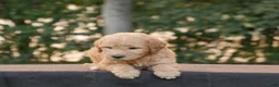 Goldendoodle dogs for sale: Hank - Ad 7
