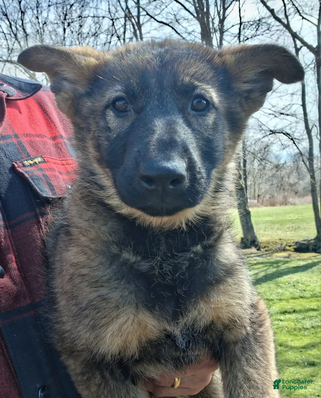 German Shepherd dogs for sale: Molly - Ad 1
