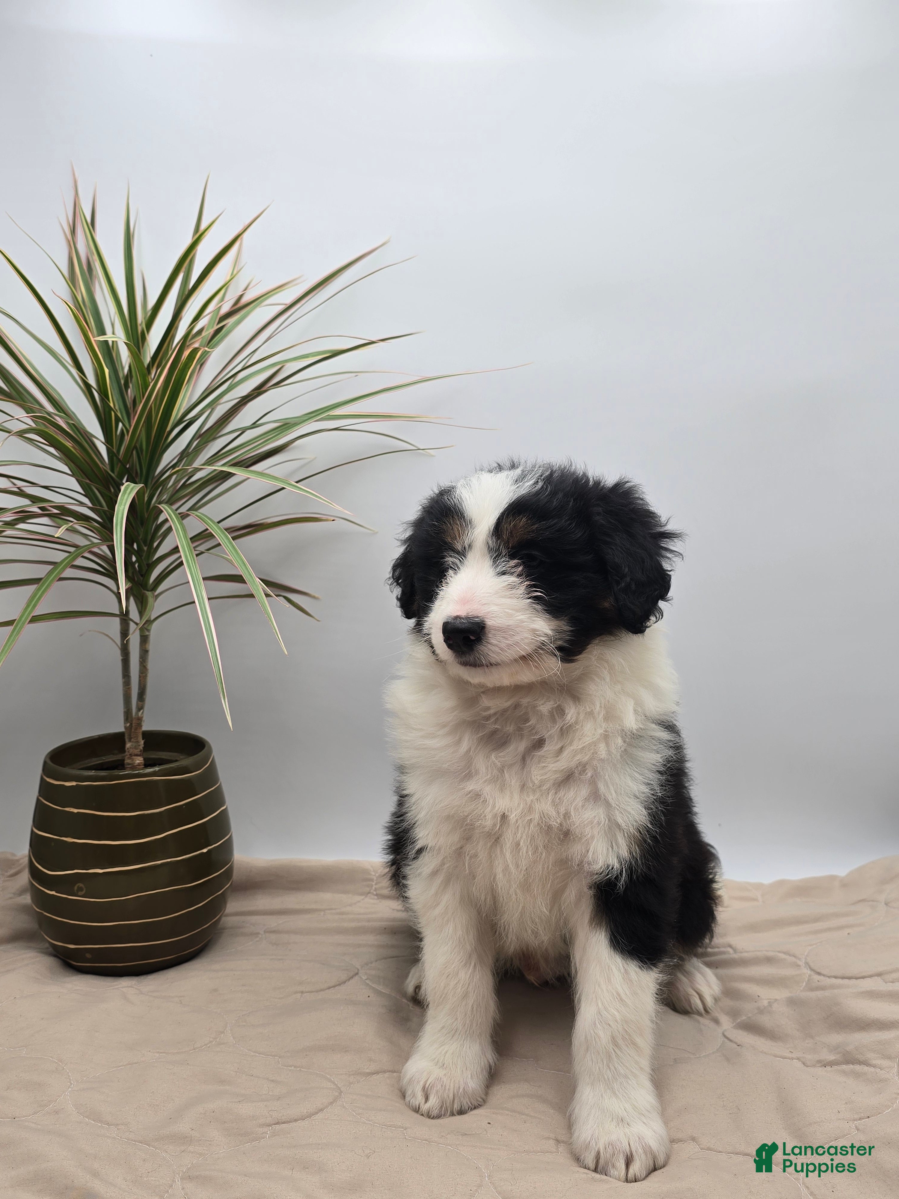 Aussiedoodle dogs Jude - Ad 2