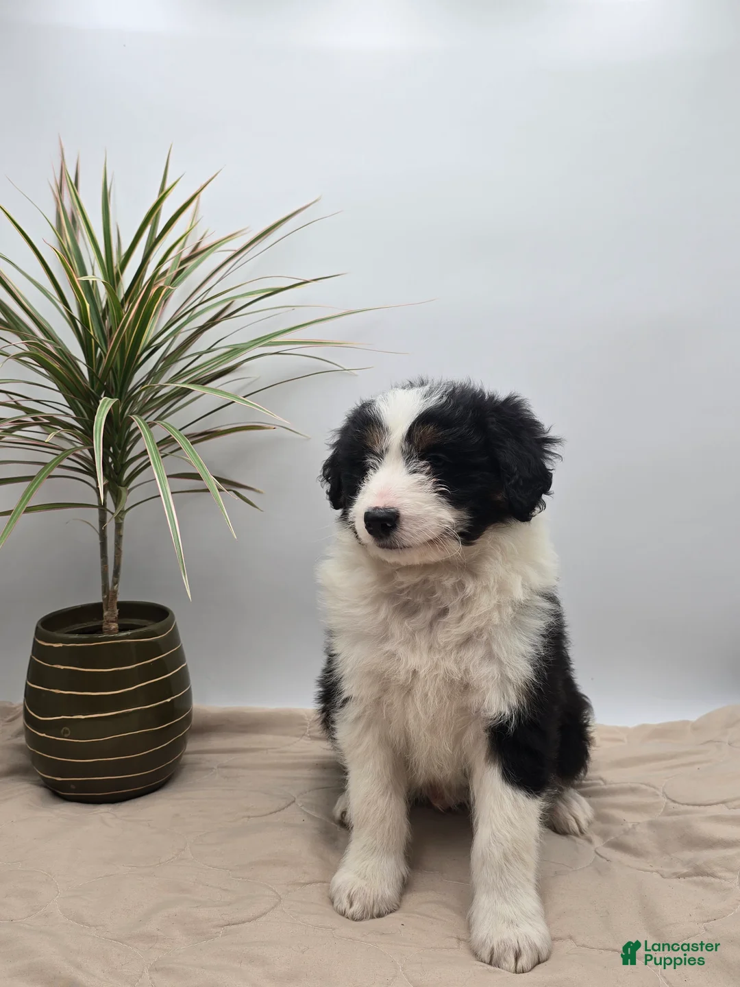 Aussiedoodle dogs for sale: Jude - Ad 2