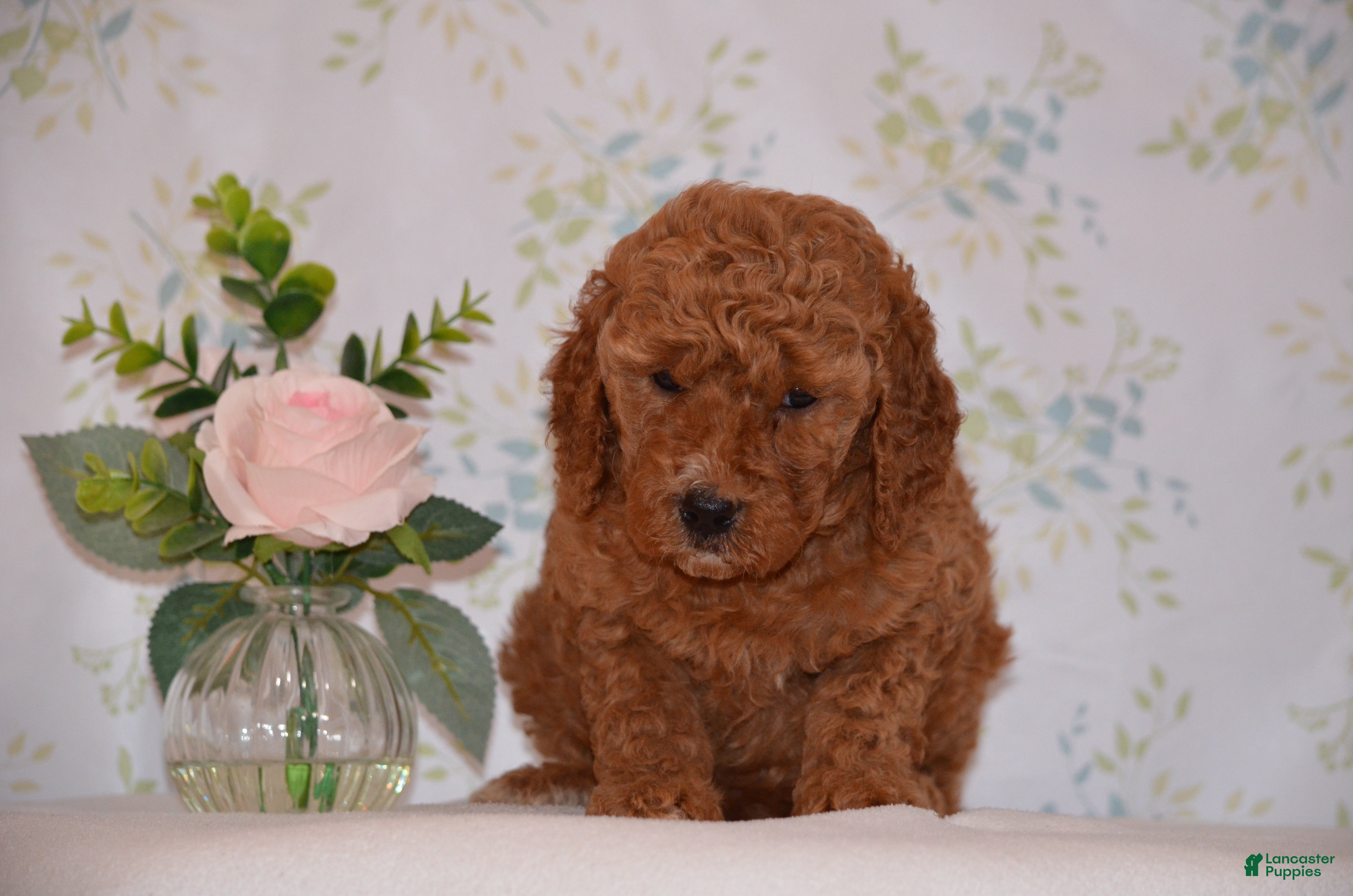 Mini Goldendoodle dogs Abby - Ad 2