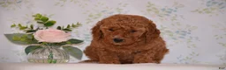 Mini Goldendoodle dogs for sale: Abby - Ad 2