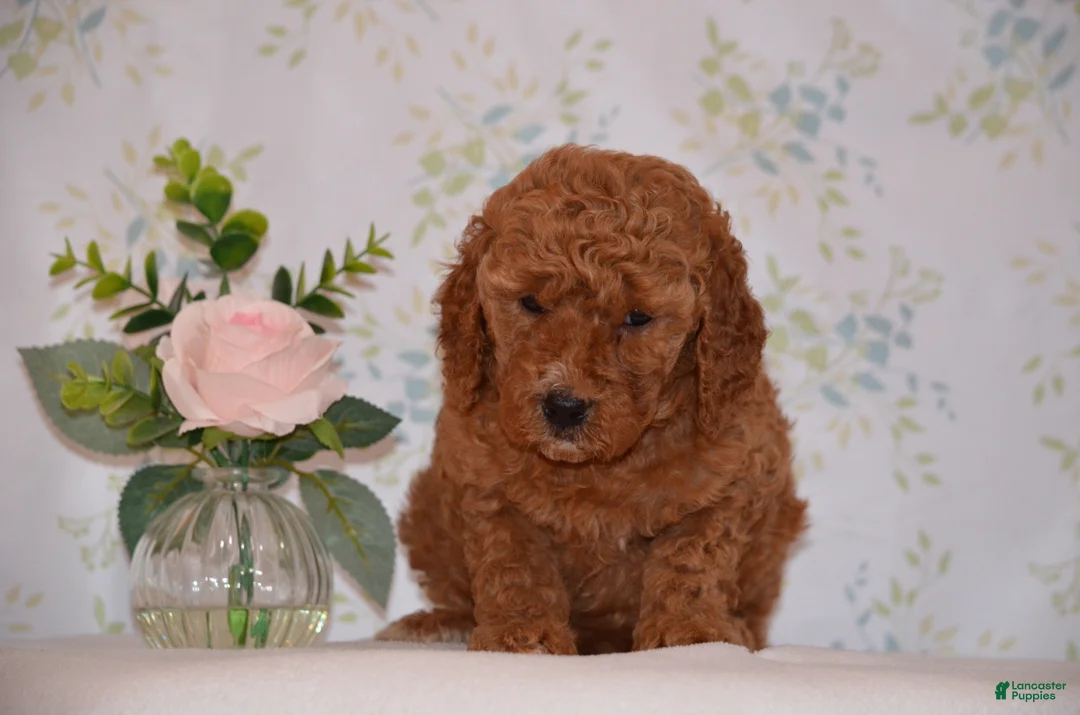 Mini Goldendoodle dogs for sale: Abby - Ad 2