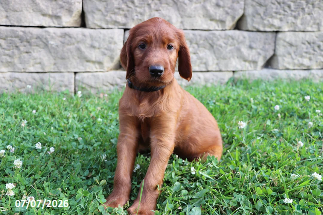 Irish Setter dogs for sale: Sambo - Ad 1