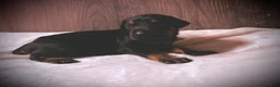 Doberman Pinscher dogs for sale: Knox - Ad 5