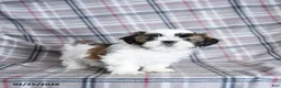 Shih Tzu dogs for sale: Scuffy - Ad 4