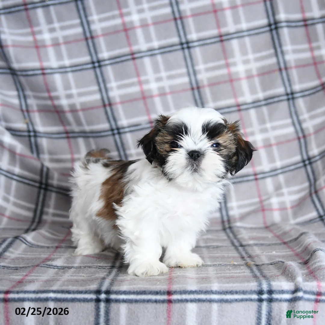 Shih Tzu dogs for sale: Scuffy - Ad 4
