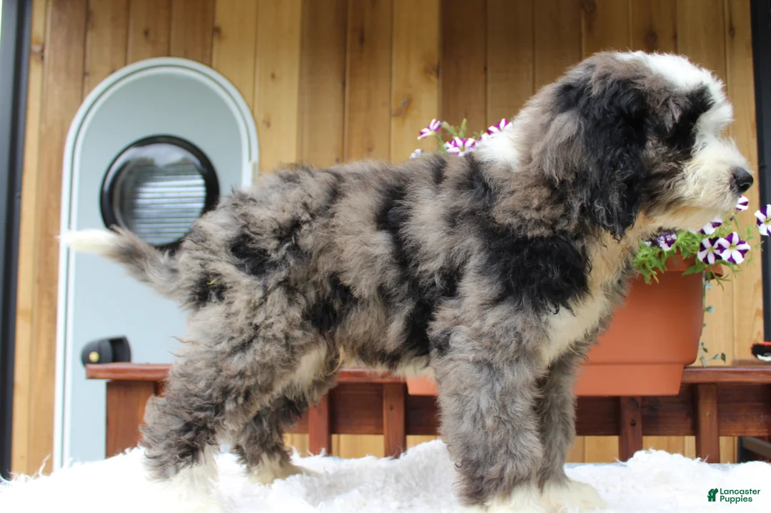 Bernedoodle dogs for sale: Toby - Ad 6