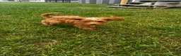 Cockapoo dogs for sale: Brown Boy - Ad 3