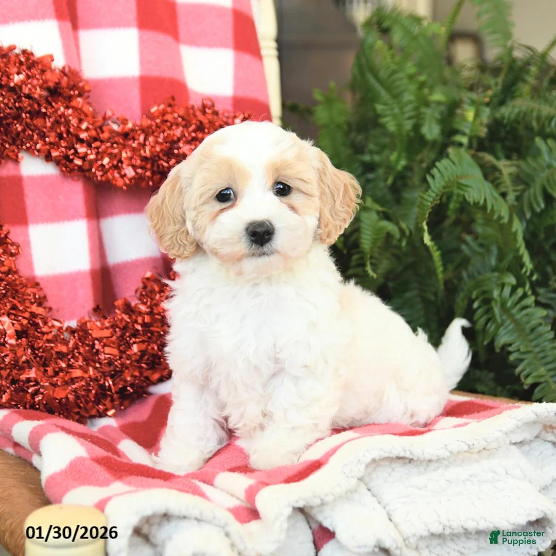 Havapoo dogs for sale: Parker - Ad 5