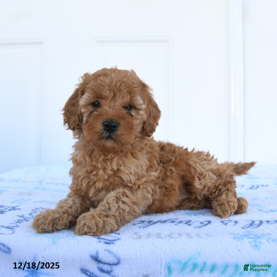 Miniature Poodle dogs Piper - Ad 1