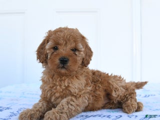 Miniature Poodle dogs Piper - Ad 1
