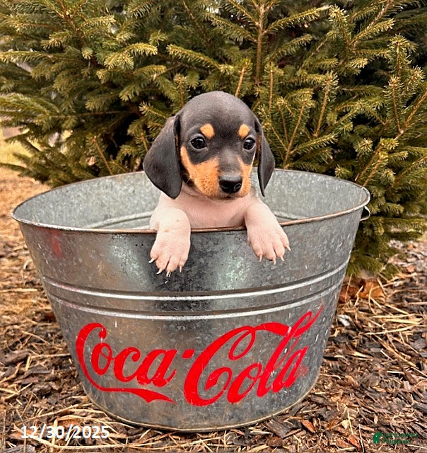 Miniature Dachshund dogs Ollie - Ad 40