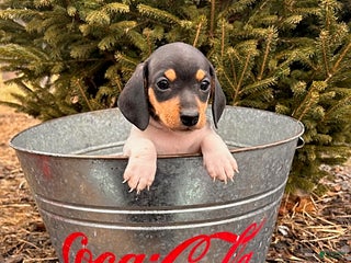 Miniature Dachshund dogs Ollie - Ad 19