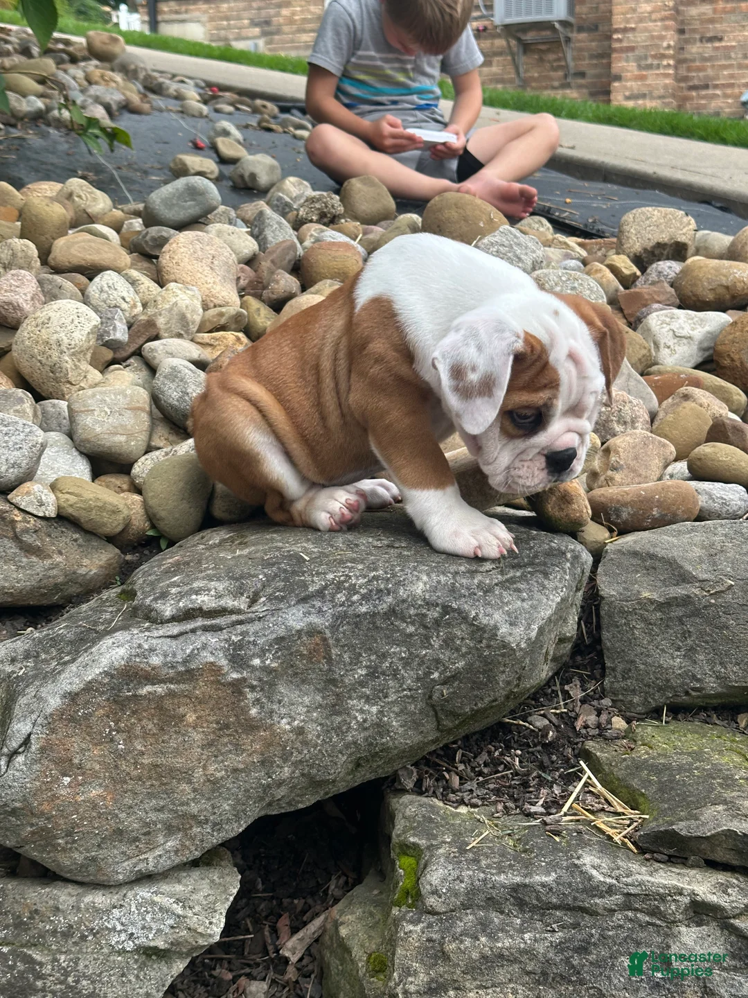 English Bulldog dogs for sale: Lucy - Ad 2