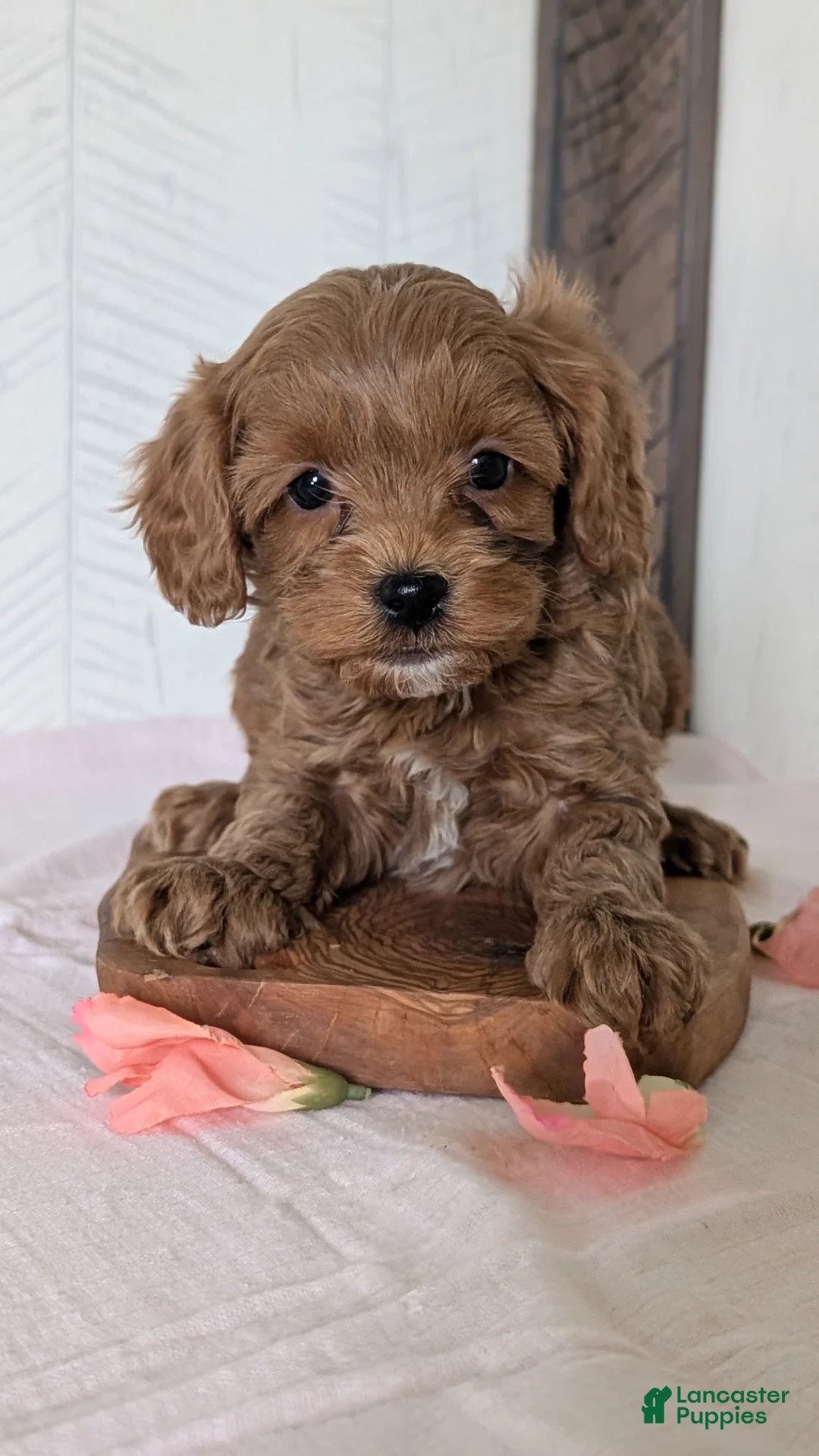 Cavapoo dogs for sale: Roscoe - Ad 2