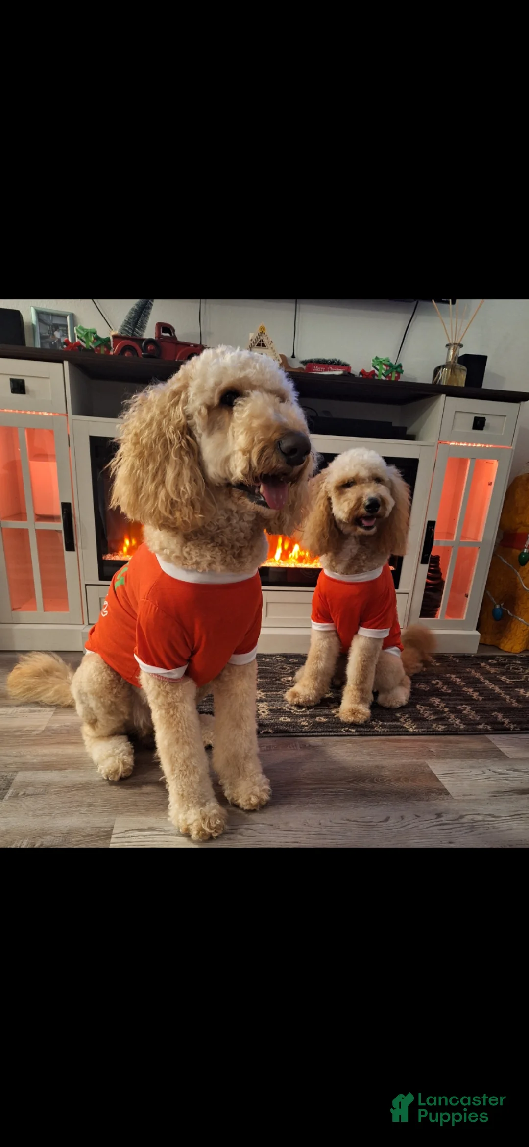 Goldendoodle dogs for sale: Goldendoodle Puppy 5 SOLD - Ad 2