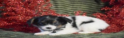 Papillon dogs for sale: Boston - Ad 6